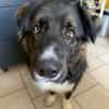 Nemo sucht konsequente Rassekenner