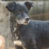BIMALsozialer Familienhund wartet schon in 67753 Aschbach
