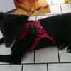 BIMALsozialer Familienhund wartet schon in 67753 Aschbach