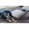 Twinkie - wartet in 27367 Sottrum