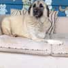 Wundervolle Daisy sucht ein liebevolles Zuhause oder eine