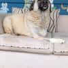 Wundervolle Daisy sucht ein liebevolles Zuhause oder eine