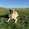 Wundervolle Daisy sucht ein liebevolles Zuhause oder eine