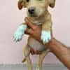 Max - neugierig und verspielt sucht er sein Happy End