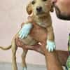 Max - neugierig und verspielt sucht er sein Happy End