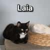 LAIA