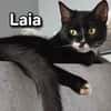 LAIA