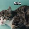 MELO