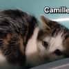 CAMILLE