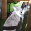 MILOU