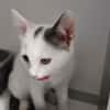 Bijou