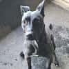 PIXELLE