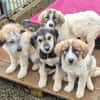 Lola, Lena, Luna and Lyra