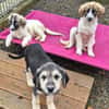 Lola, Lena, Luna and Lyra