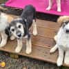 Lola, Lena, Luna and Lyra