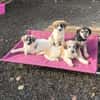 Lola, Lena, Luna and Lyra