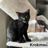 KROKMOU
