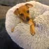 Miya ein kleines Rehpinscher Mix Mädchen