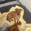 Miya ein kleines Rehpinscher Mix Mädchen