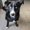 Hübscher Husky-Mix Emil sucht ein Zuhause