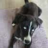 Hübscher Husky-Mix Emil sucht ein Zuhause