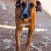 Sanfter Rüde ♥Amigo♥ erwartet dich schon in 74749 Rosenberg
