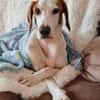 Bracken-Bub ♥ Tilly ♥ wartet bereits in 01640 Coswig ♥