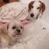 Bracken-Bub ♥ Tilly ♥ wartet bereits in 01640 Coswig ♥