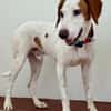 Bracken-Bub ♥ Tilly ♥ wartet bereits in 01640 Coswig ♥