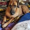 Sanfter ♥ Oscar ♥ wartet schon in 74749 Rosenberg