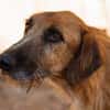 Sanfter ♥ Oscar ♥ wartet schon in 74749 Rosenberg
