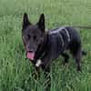 Nisha sucht liebevolle Familie....