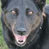 Nisha sucht liebevolle Familie....