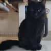 Flauschige Shadow sucht ruhiges Zuhause