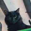 Flauschige Shadow sucht ruhiges Zuhause
