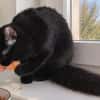 Flauschige Shadow sucht ruhiges Zuhause