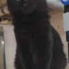 Flauschige Shadow sucht ruhiges Zuhause