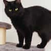 Flauschige Shadow sucht ruhiges Zuhause