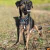 Zarte Seele Dora sucht