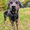 Zarte Seele Dora sucht