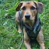 Laika  sensible Hundeseele sucht souveräne Menschen,