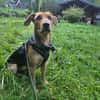 Laika  sensible Hundeseele sucht souveräne Menschen,
