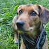 Laika  sensible Hundeseele sucht souveräne Menschen,