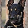 ERNST
