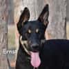 ERNST