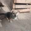 Jojo sucht Spielfreunde