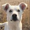 Karlo - Labbie-Mix sucht sein Zuhause