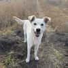Karlo - Labbie-Mix sucht sein Zuhause