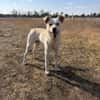 Karlo - Labbie-Mix sucht sein Zuhause