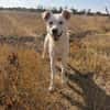 Karlo - Labbie-Mix sucht sein Zuhause